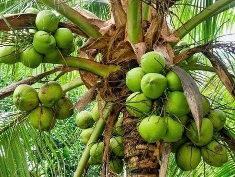Premium Fresh Coconut - Image 3